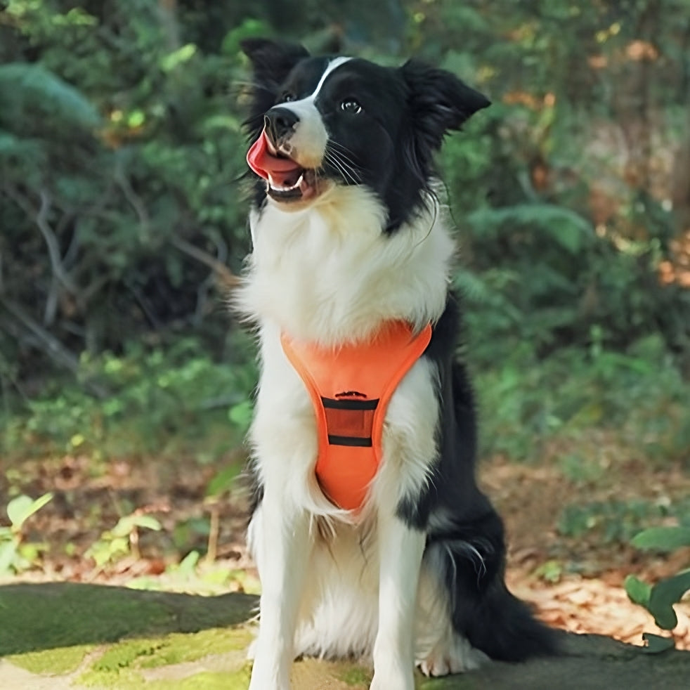 ComfyWalk Harness & Leash